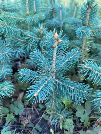 Сеянцы,саженцы хвойных на доращивание