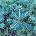 Сеянцы,саженцы хвойных на доращивание