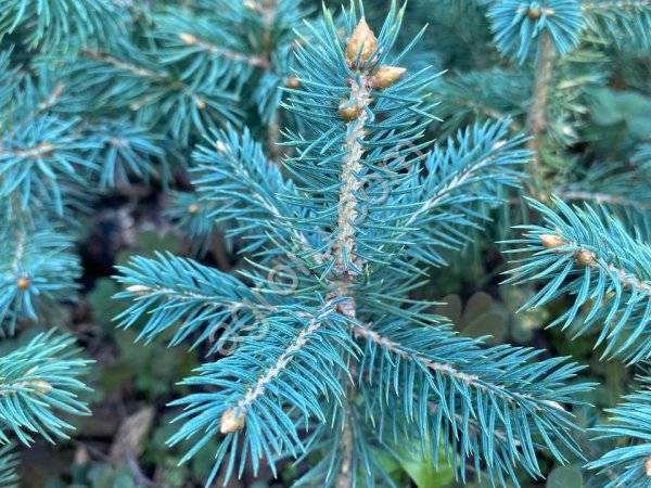 Сеянцы,саженцы хвойных на доращивание