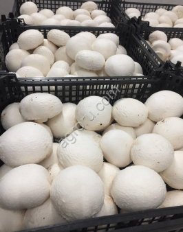 Свежие шампиньоны