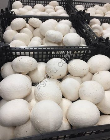 Свежие шампиньоны