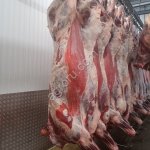 Быки полутуши