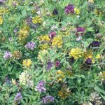 СЕМЕНА МНОГОЛЕТНИХ И ОДНОЛЕТНИХ ТРАВ