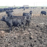 Племенной КРС Абердин