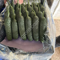Огурцы