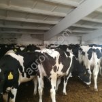 Племенные нетели голштинской породы