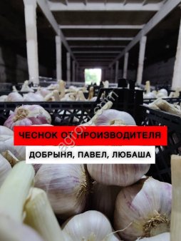 Семенной чеснок