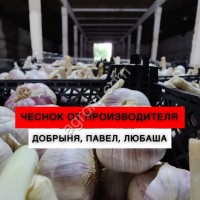 Семенной чеснок