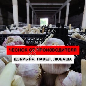 Семенной чеснок