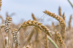 Пшеница на экспорт
