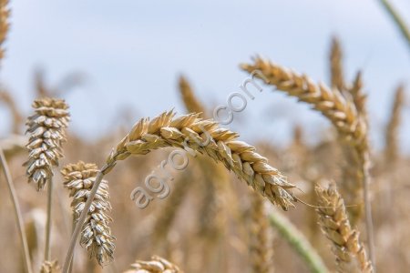 Пшеница на экспорт