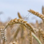 Пшеница на экспорт
