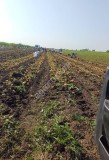 Молодой картофель от производителя 1 сорта