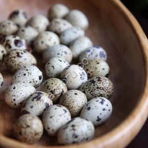 Яйцо перепелиное