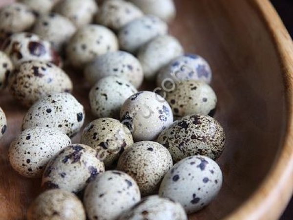 Яйцо перепелиное