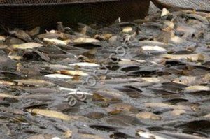 Рыбоперерабатывающий завод