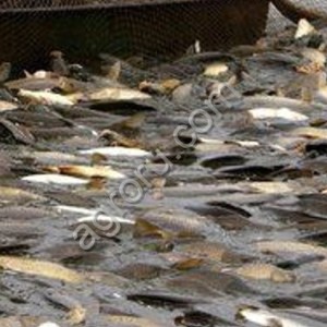 Рыбоперерабатывающий завод