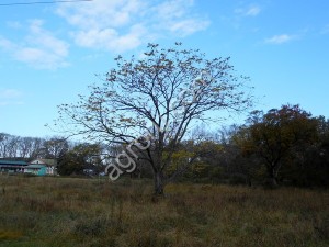 Саженцы маньчжурского ореха