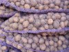 Семенной картофель красный и желтый