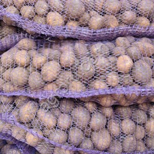 Семенной картофель красный и желтый
