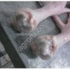 Лапы куриные Feet