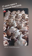 фермерской курицы.
