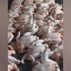 фермерской курицы.