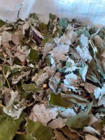 Лис Малины с побегом