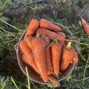 Морковь