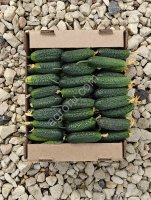 Огурцы свежие, с куста
