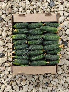 Огурцы свежие, с куста