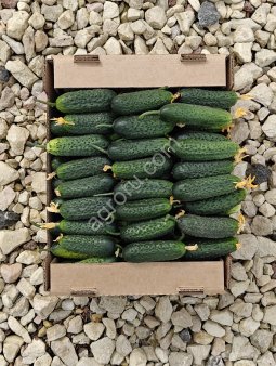 Огурцы свежие, с куста