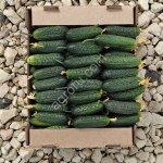 Огурцы свежие, с куста