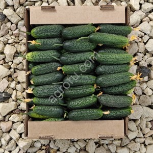 Огурцы свежие, с куста