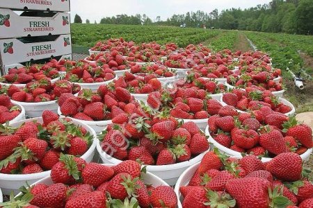 клубника оптом