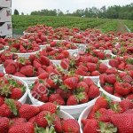 клубника оптом