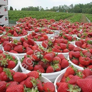 клубника оптом