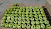 яблоки от производителя