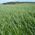 СЕМЕНА РАЙГРАСА ОДНОЛЕТНЕГО И МНОГОЛЕТНЕГО