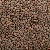 ЧЕЧЕВИЦА КРАСНАЯ ГАРНЕТ СЕМЕНА РННС (Питомник)