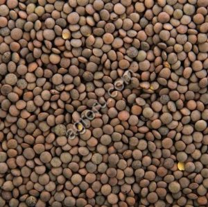 ЧЕЧЕВИЦА КРАСНАЯ ГАРНЕТ СЕМЕНА РННС (Питомник)