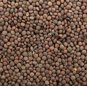 ЧЕЧЕВИЦА КРАСНАЯ ГАРНЕТ СЕМЕНА РННС (Питомник)