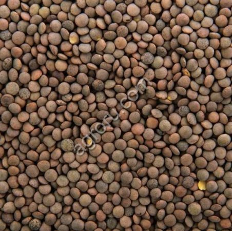 ЧЕЧЕВИЦА КРАСНАЯ ГАРНЕТ СЕМЕНА РННС (Питомник)