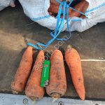 Морковь сорта Кантон