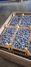 Слива Стенлей 30+ от производителя