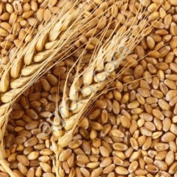 пшеницу 4класса