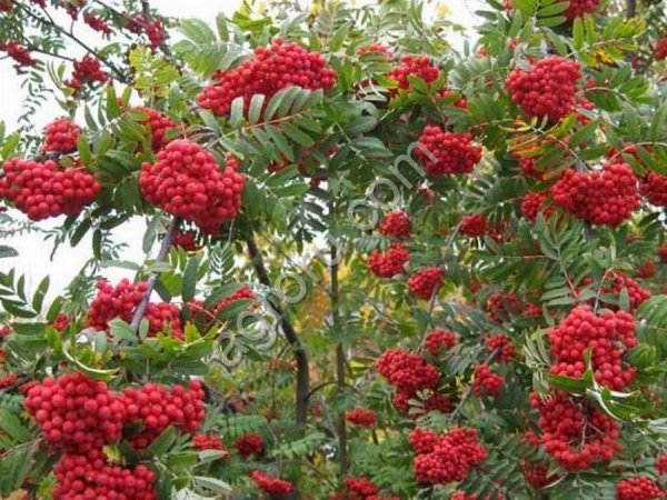 Саженцы рябины