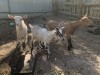 Зааненские козы