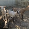 Зааненские козы
