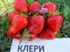 Саженцы клубники